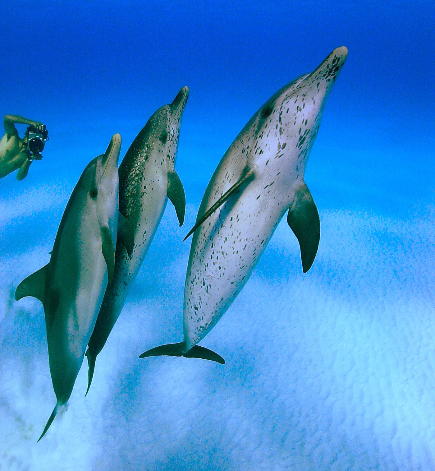 swim with dolphin